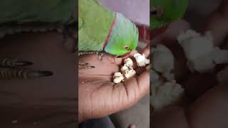 My Parrot Eats Popcorn On my Hand ✋😛❤ parrot popcorn shorts trending viral food [upl. by Mikal]