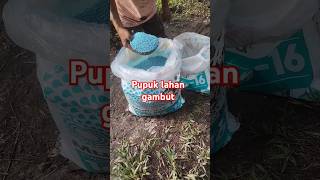 Pupuk npk mutiara pupuk lahan gambut sawit yusrilsawit pemupukansawit perawatankebunsawit npkmu [upl. by Sedicla216]