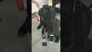 🤣🤣👍✌🎶🎶🐐 راي 🪖🪖music explore ضحك [upl. by Dulcine]