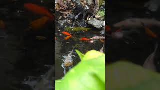 Relaxing Aquarium Waterfall 4K aquarium shorts koi [upl. by Euqinemod522]