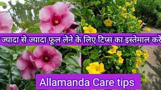 Allamanda Plant Care Tips Dwarf allarmanda ke dhakbhal flowering secrets tips [upl. by Nnalyrehs]