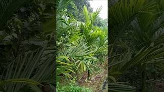 🔥Areca nut farm🔥shortvideo arecanutfarming mixed cropping nagaland [upl. by Bekha]