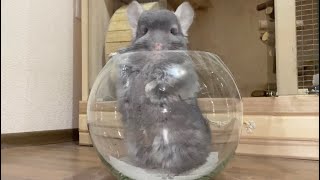 The Ultimate Chinchilla Dust Bath Compilation [upl. by Frankel937]