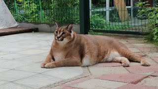 Goshas Kerr and Grooming in Heavy Rain  Big Floppa caracal [upl. by Karil]