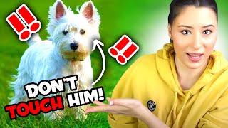 12 THINGS THAT ONLY WESTIE OWNERS UNDERSTAND [upl. by Esilehc]