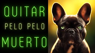 Técnica para eliminar pelo muerto en perros de pelo corto raso Ejemplo Bulldog Francés [upl. by Yesrej91]