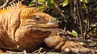 Land Iguanas of Galápagos [upl. by Alletneuq]