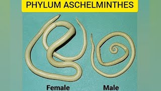 Phylum AschelminthesAnimal kingdomaschelminthesround wormsquick revision [upl. by Einaej]