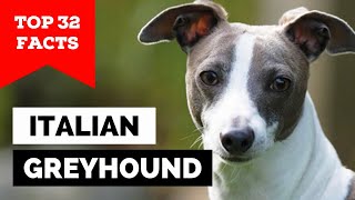 99 of Italian Greyhound Dog Owners Dont Know This [upl. by Kele]