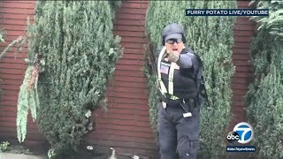 Security guard caught on video shooting woman in leg outside LA synagogue  ABC7 [upl. by Broderick]