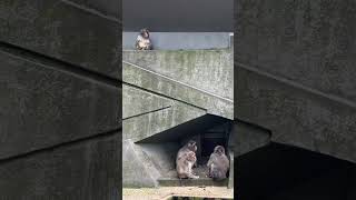 japanse makaken japanese macaques on monkey rock Artis Zoo Amsterdam Planet of the apes [upl. by Nafis]