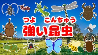 かっこいい昆虫のうた☆昆虫好きあつまれ【カブトムシ・カマキリ・オオスズメバチ・トノサマバッタ・グンタイアリ・タガメ・オニヤンマ・クワガタ】【昆虫アニメ図鑑】insects 虫の名前を覚えよう！ [upl. by Rothberg260]