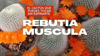 CACTUS SEGUROS  Rebutia Muscula El Cactus con increíble FLORACION 🏵️que puedes tocar y acariciar [upl. by Knowling554]