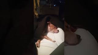 Sleepyhead foryou pitbull doglover cute puppy [upl. by Enaht]