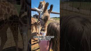 FEEDING THE GIRAFFES AT LAZY 5 RANCH lazy5ranch giraffe giraffefeeding mooresvillenc [upl. by Acinnor]