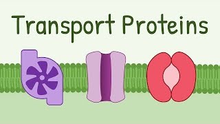 Transport Across cell membrane part 12 Passive transport  introduction to Physiology course [upl. by Benco]