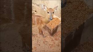 Hunter raising bushbuck at home [upl. by Ekusoyr495]