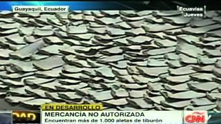 1500 aletas de tiburón confiscadas en Ecuador [upl. by Ahsinyar]