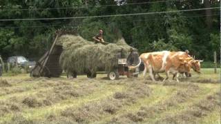 Loading loose hay with oxen [upl. by Cumings]