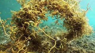 【映像記録】うねる海底でアイゴの群れを見る See a school of Mottled spinefoot on the undulating seabed [upl. by Allwein619]