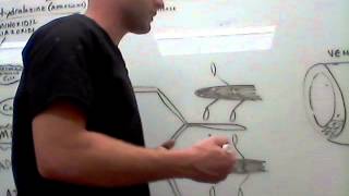 Cardiovascular Hydralazine physiology [upl. by Meil]