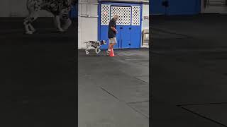 Advanced Training Assessment Loose Leash Walking [upl. by Harehs]