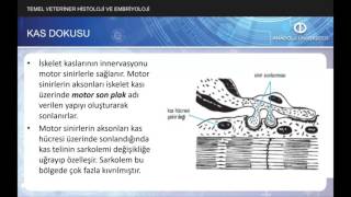 TEMEL VETERİNER HİSTOLOJİ VE EMBRİYOLOJİ  Ünite7 Özet [upl. by Sewell161]