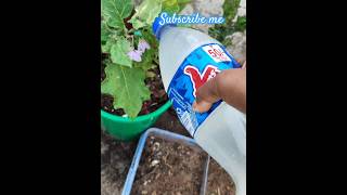 pulla majji ga inguva dravanam fertilizer for plantsgarden howtogrowwintervegetables gardening [upl. by Adnalue]