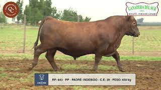 LARACHIDE  TORO PP  RP 643 [upl. by Mavis]