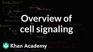 Overview of cell signaling [upl. by Infield590]