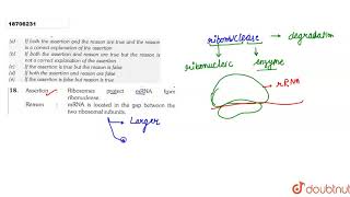 Assertion  Ribosomes protect rRNA form ribonuclease Reason rRNA is located in the gap [upl. by Tiossem129]