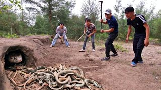 Catch 100 Extremely Poisonous Black Gold Snakes With Bare Hands [upl. by Clint254]