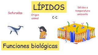 Lípidos funciones biológicas y clasificación BiologíayEcología clasesdebiología [upl. by Atiuqahc]