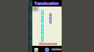 Mutations Translocation [upl. by Ellenuahs]