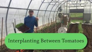 Interplanting Between Tomatoes [upl. by Sanjiv]