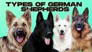 German Shepherd Types  5 Types of German Shepherds [upl. by Enaej228]