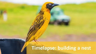 Timelapse of weaver bird building a nest [upl. by Apps]