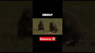 This Baboon Eats A Baby Deer Alive  Law Of The Jungle 😰 [upl. by Ocram]