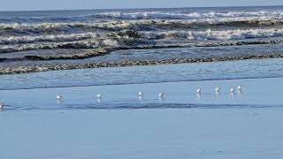 Sandpipers at the Shores [upl. by Orwin]