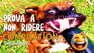 5 MINUTI di VIDEO DIVERTENTI sugli ANIMALI 😂  PROVA a non RIDERE COMPILATION ANIMALI CARINI [upl. by Nebe]