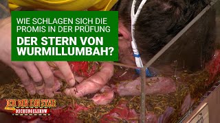 Prüfung Tag 9  Der Stern von Wurmillumbah  Die große Dschungelshow 2021 [upl. by Akeemaj]