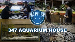 Evolving Your Aquatic Environment Emersed Plants Farm By 347 Aquarium House [upl. by Erialcyram]