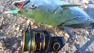 False Albacore Fishing and Penn Clash Reel Review [upl. by Lanae]