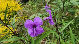 Plant Spotlight Mexican Petunia Ruelia A late blooming perennial to add to your gardenGA8a [upl. by Musa]