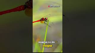 Discover Dragonflies Fascinating Insects with a Big Role in Nature shorts animals education [upl. by Tiersten]