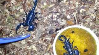 Emperor Scorpions Sting [upl. by Servais936]