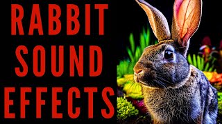 RABBIT SOUND EFFECTS  Rabbit Sound Bites [upl. by Drucilla432]