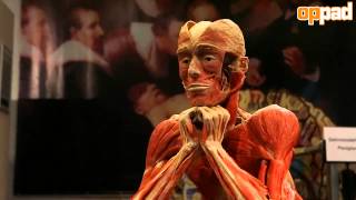 Visit to Gunther von Hagens BodyWorlds in Guben [upl. by Hembree]