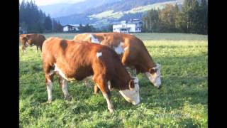 Almabtrieb in Westendorf [upl. by Yerkovich165]