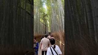 Japan  arashiyama bambooforest japan travel 2024 kyoto [upl. by Grimes]